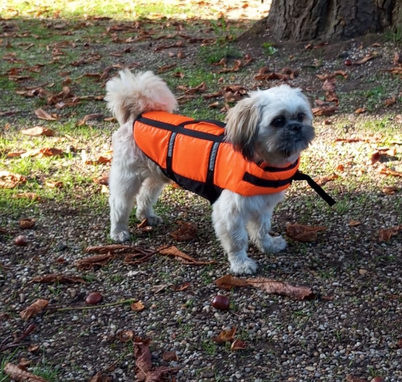 Der RT Kanu Hund
